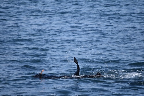 A seal swimming. Let's protect our animals this World Oceans Day