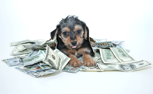 A morkie in a pile of money notes. The cost of owning a dog or cat can pile up