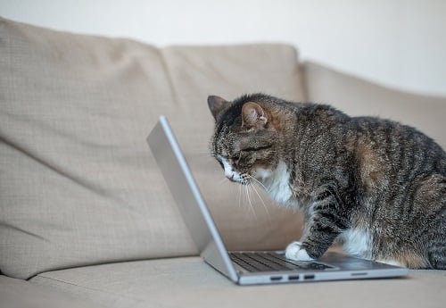 A cat in front of a laptop. Ever wonder what breed is my cat? A cat DNA test is one way to find out.