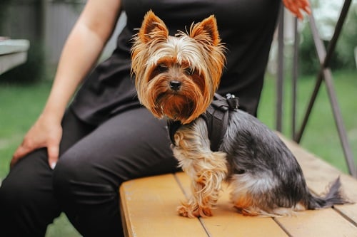 Yorkshire terrier. the hostess walks her pet in the park on a summer day.