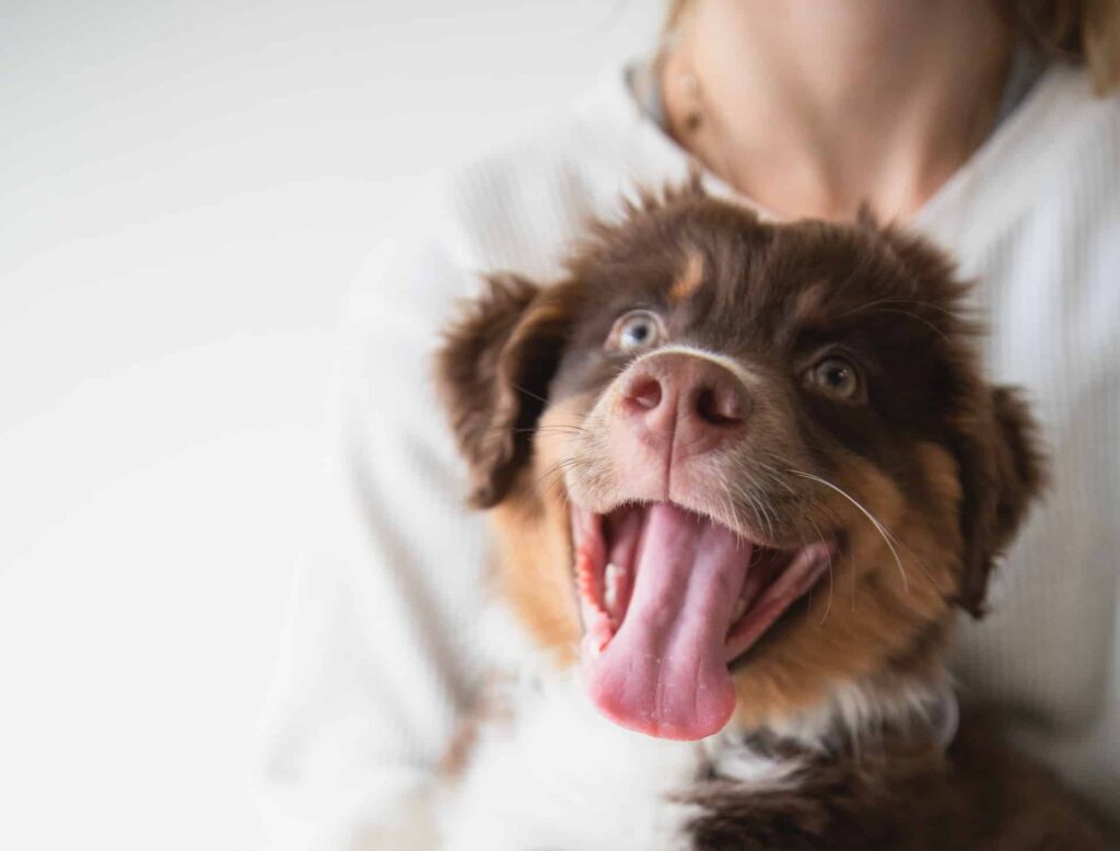 Here's how to potty train, leash train and crate train this excited Australian Shepherd puppy.