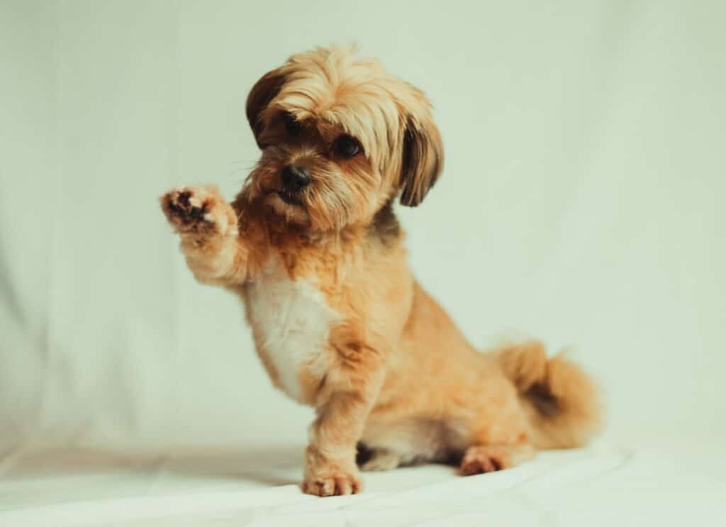 Here's a Lhasa Apso dog learning basic commands 
