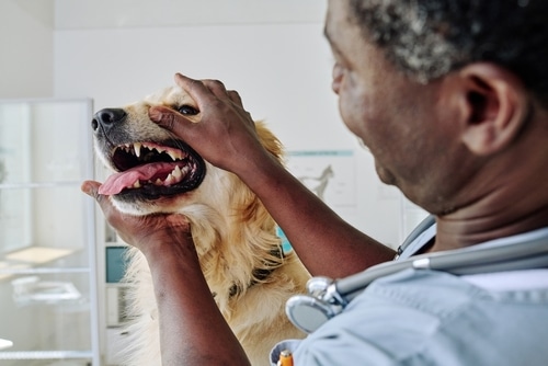 Vet dentist checks dog for periodontal disease