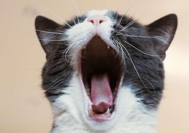 cat yawns showing it's teeth