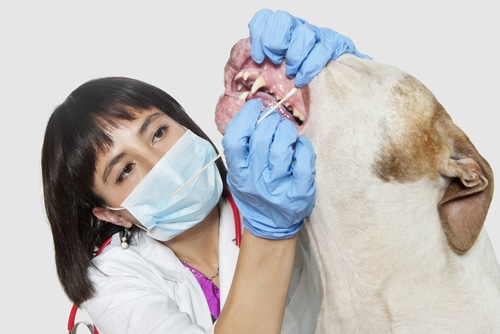 vet investigates dog's mouth for dental and periodontal disease prevention