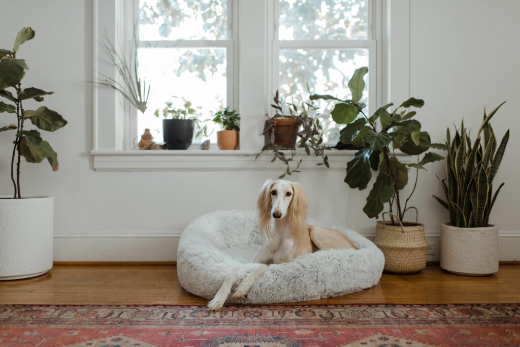 Blonde lanky dog sits on grey dog bed below pot plant filled window