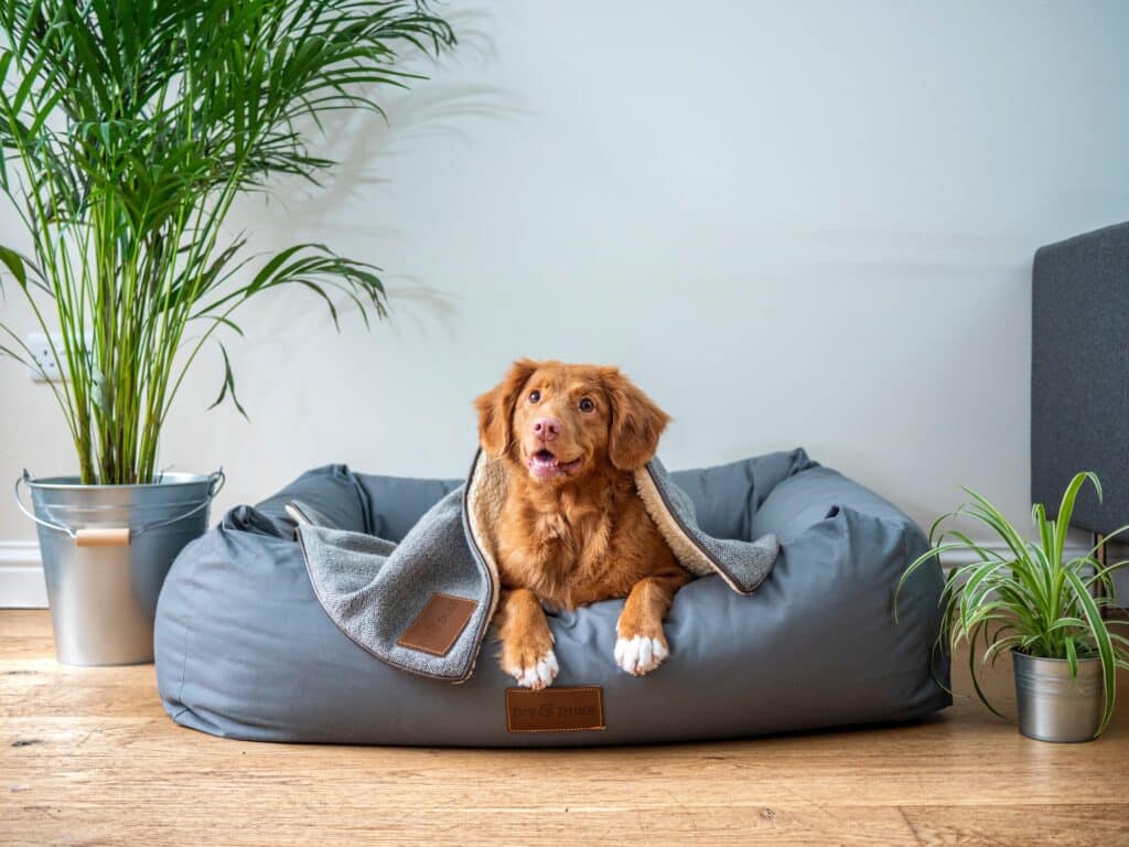 Auburn coloured dog sits on grey sunbed with a smile next to a plant