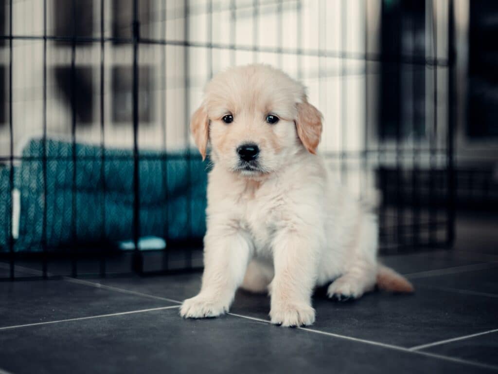 Here's a Golden Retriever busy learning all about using his crate