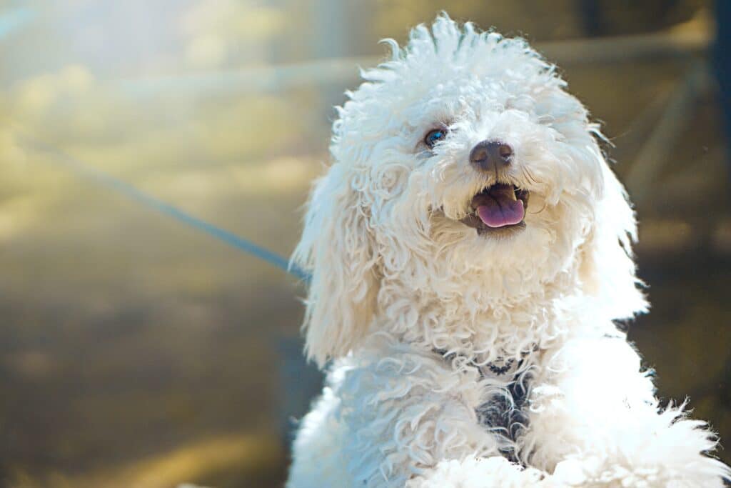 Here's a Bichon Frisé puppy who is growing up fast and is well protected with pet insurance