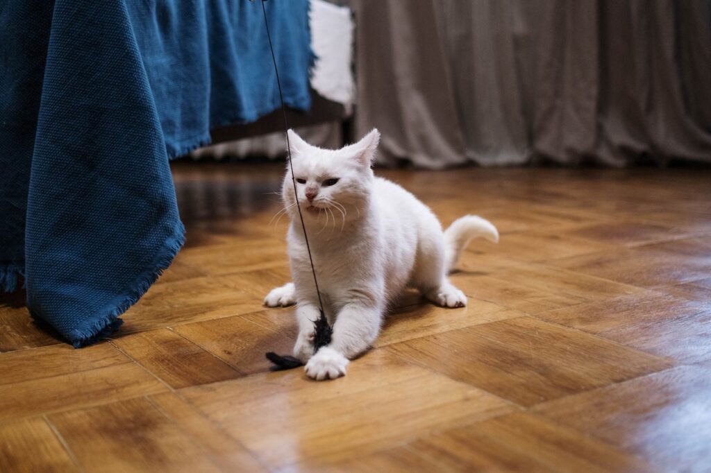 When you bring a new pet home, like this white cat playing, the last thing on your mind is illness or accidents. 