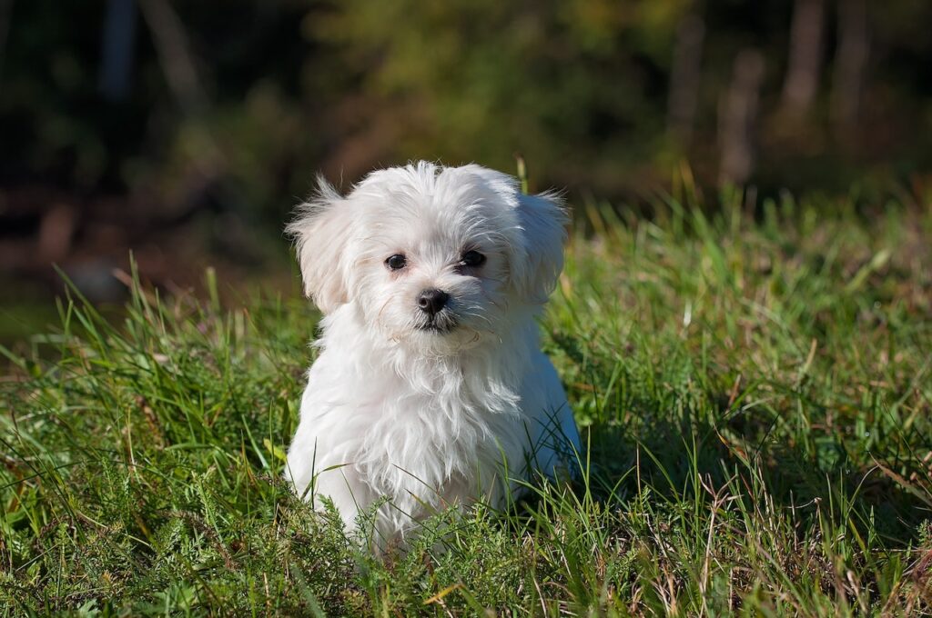 Here's how to potty train, leash train and crate train this curious white fluffy puppy.