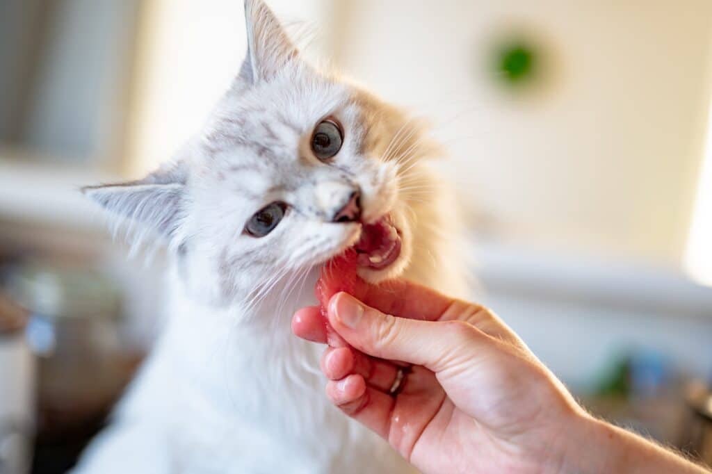 Some pets like this white cat tucking into a piece of salmon, can be free-fed and will self-manage their eating. 