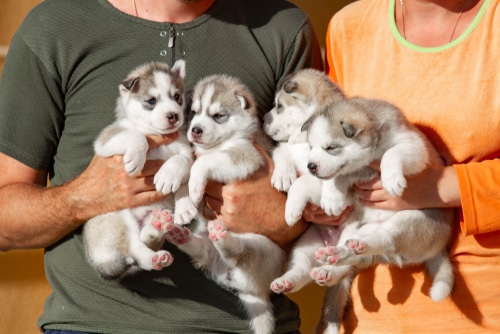 A litter of pedigreed puppies from dog breeds without health problems thanks to health screening on parent dogs