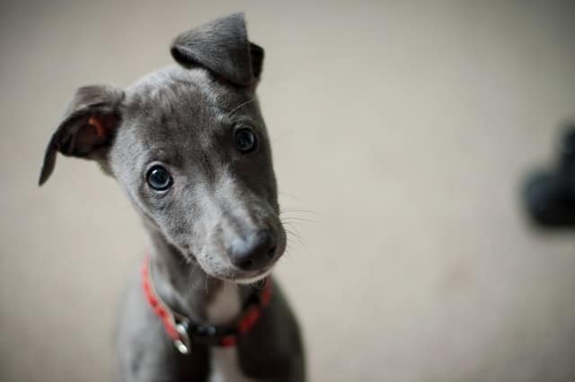a puppy tilts its head sideways to look at its owner