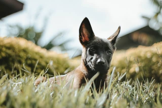 A German Shepherd puppy looks out from a grassy hill