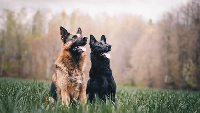 two German Shepherds that have had health screening for hip dysplasia to ensure they are a healthy breeding pair stare up into the mist