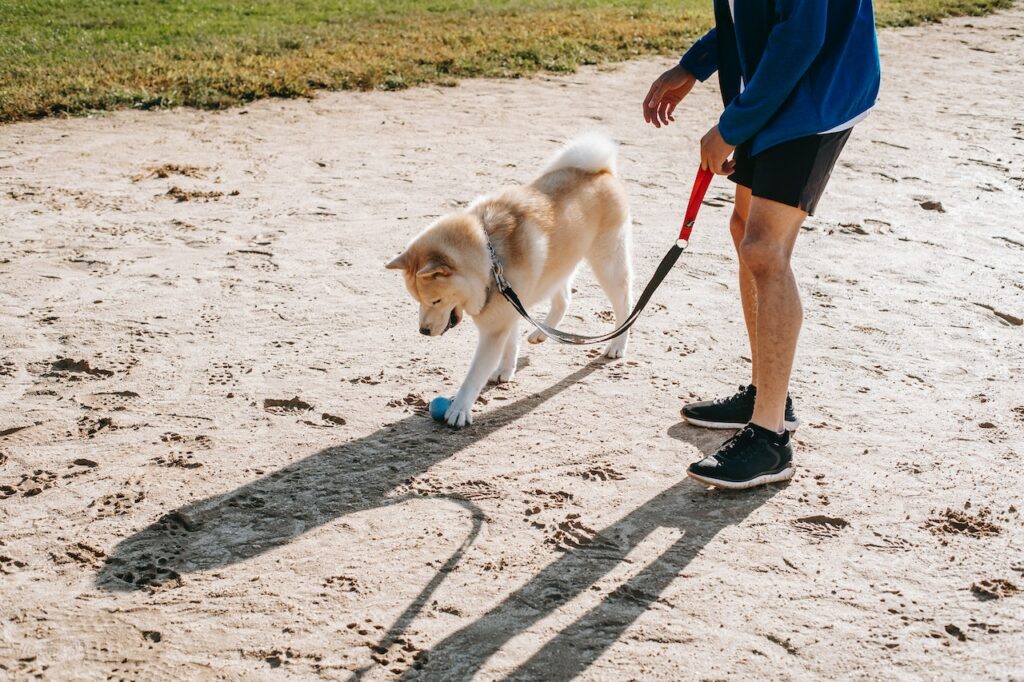 Pets like this white dog on a walk, thrive on routine and consistency, and when they don't get it, they often become confused and anxious.