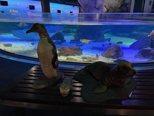 Penguins at Sea Week Conference for World Ocean Day and marine conservation