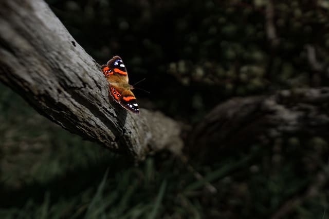 The New Zealand Red Admiral is a butterfly endemic to New Zealand. Its Māori name is Kahukura, which means "red cloak".
