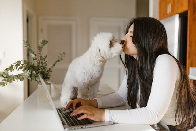 A woman working on a laptop at a kitchen counter is being licked on the face by a small white dog sitting next to her, showcasing the benefits of a bring your dog to work policy.