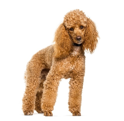 Poodle dog standing against white background