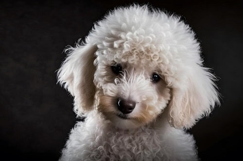 Portrait of a poodle cross breed on a black background