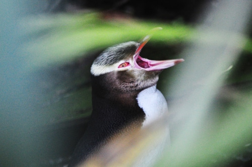 You can be a wildlife volunteer to conserve the rare Yellow-eyed Penguin