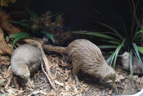 You can be a wildlife volunteer for the endangered Kiwi
