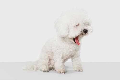 A maltese.