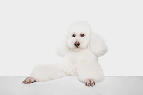 Standing. cute downy dog white poodle or pet jumping on white studio.