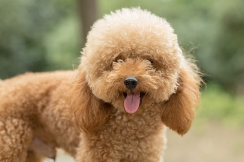 Toy poodle cross breed on grassy field