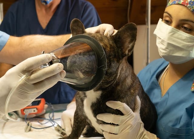 veterinarian and vet nurses prep dog for surgery - a procedure that can eventually lead to burnout 