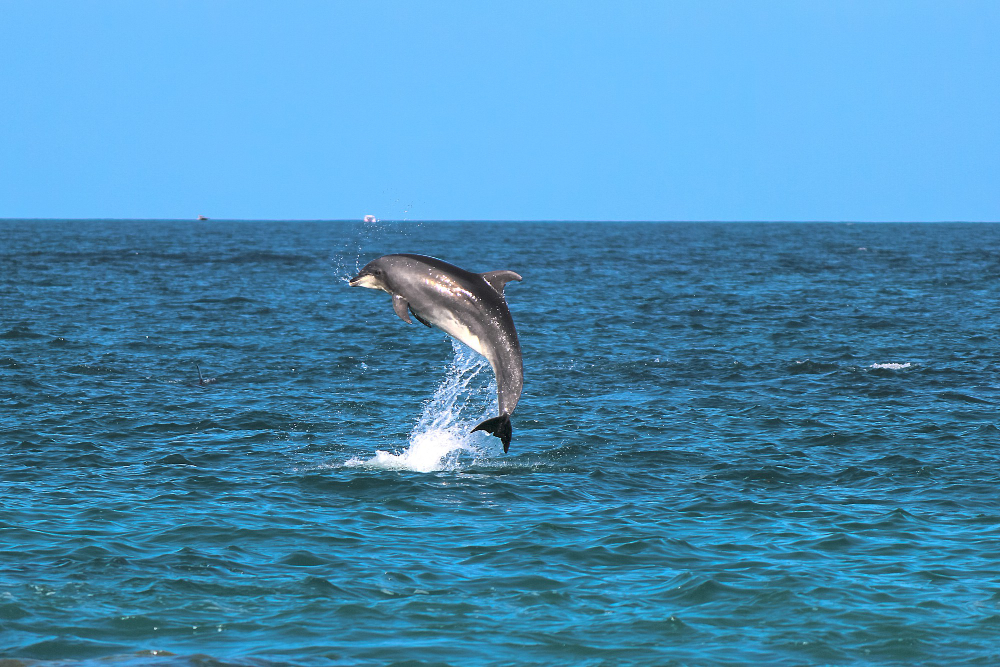 A jumping dolphin. Here are the best wildlife conservation volunteer opportunities