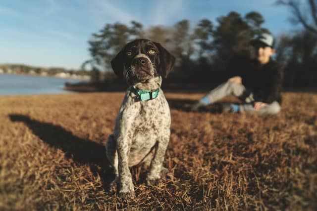 a dog sits on lakeside bank with his favourite person