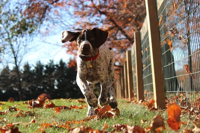 A GSP runs along a lawn covered in Autumn leaves