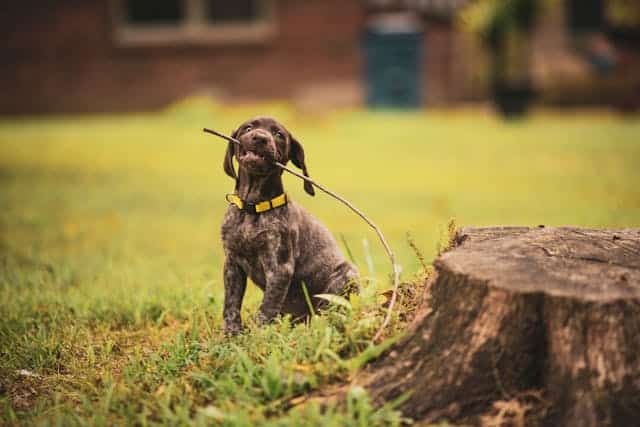 A brown German Shorthaired Pointer puppy with a yellow collar sits on grass, holding a stick in its mouth near a tree stump in the yard.