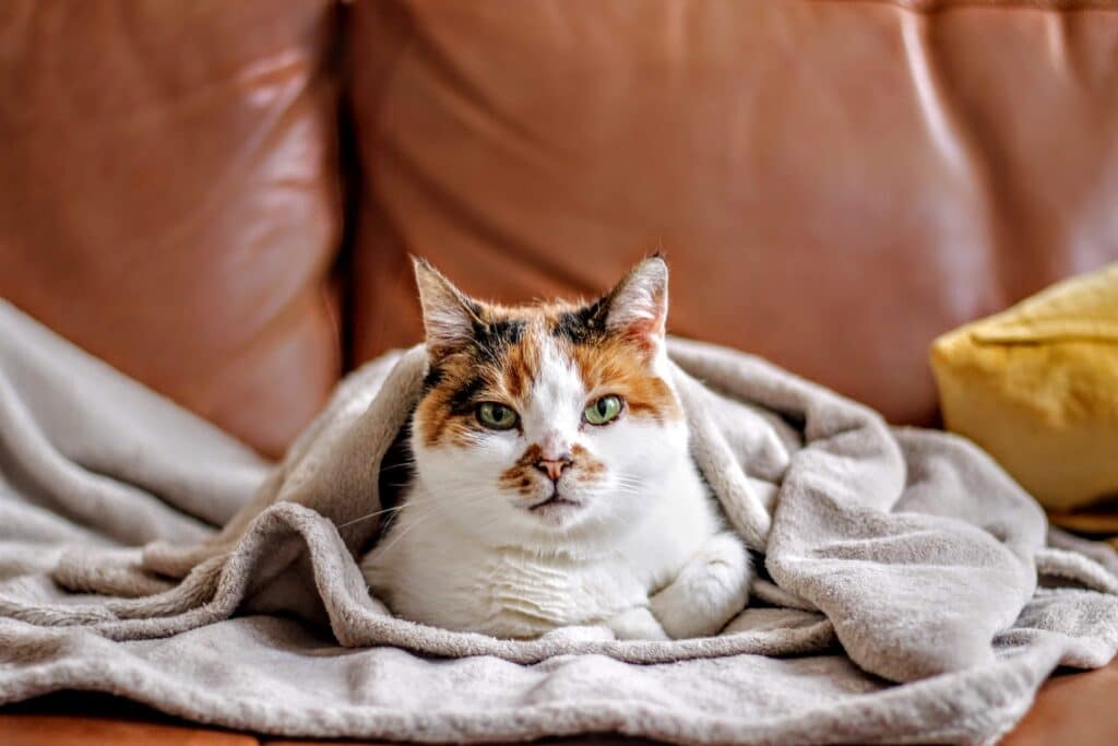 In winter, this cat snuggles under blankets on the couch to keep warm.