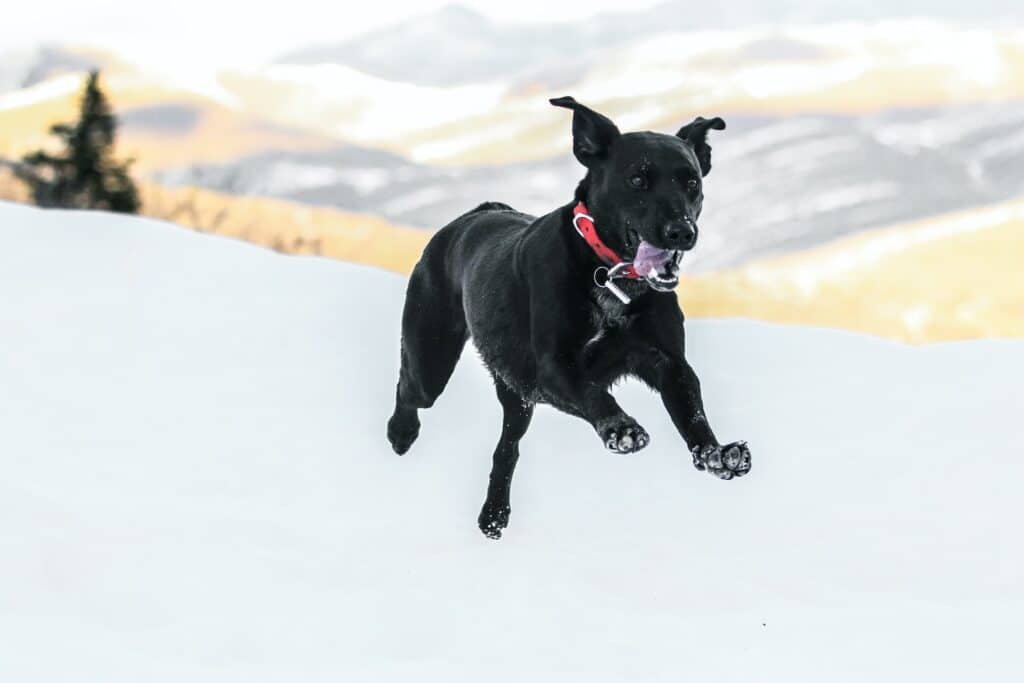How to exercise your dog in the winter, like this black dog running in the snow? Choosing the right time to be outside, especially when it's not too cold, is key.