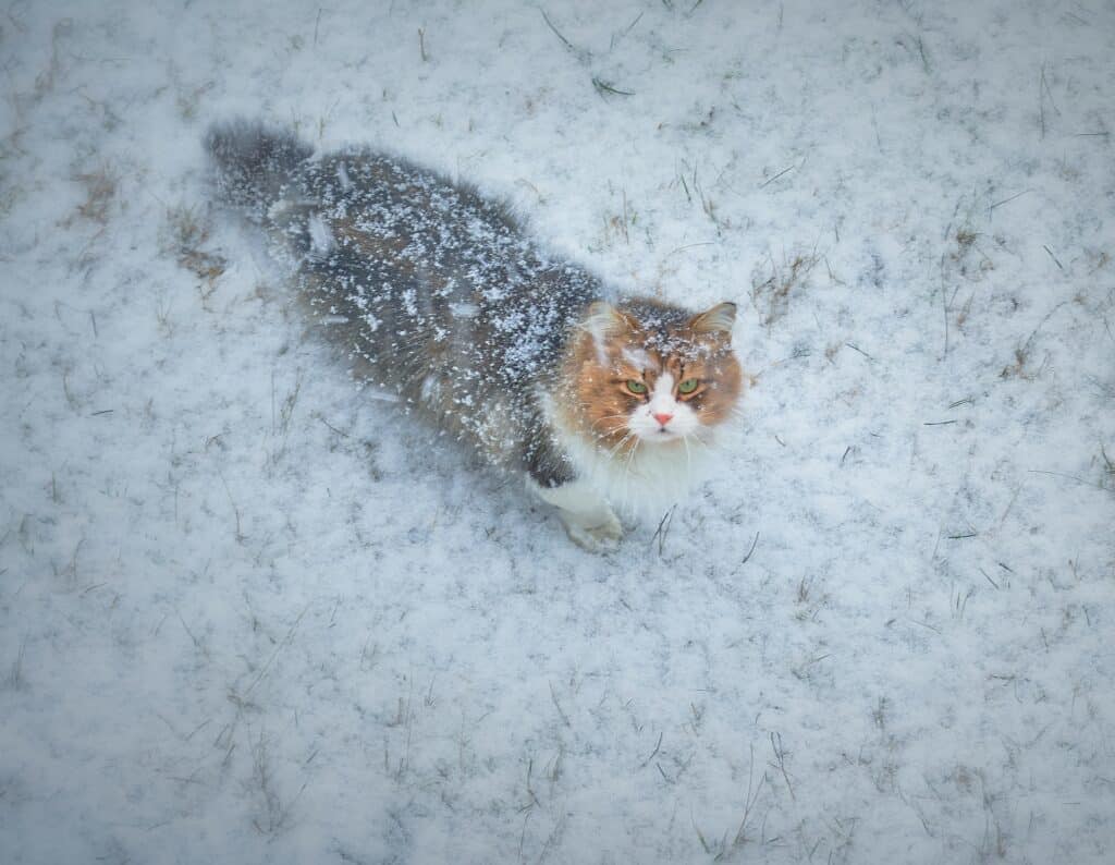 Do pets get sick in the winter? Yes they would, if they were this cat left outside in the cold.
