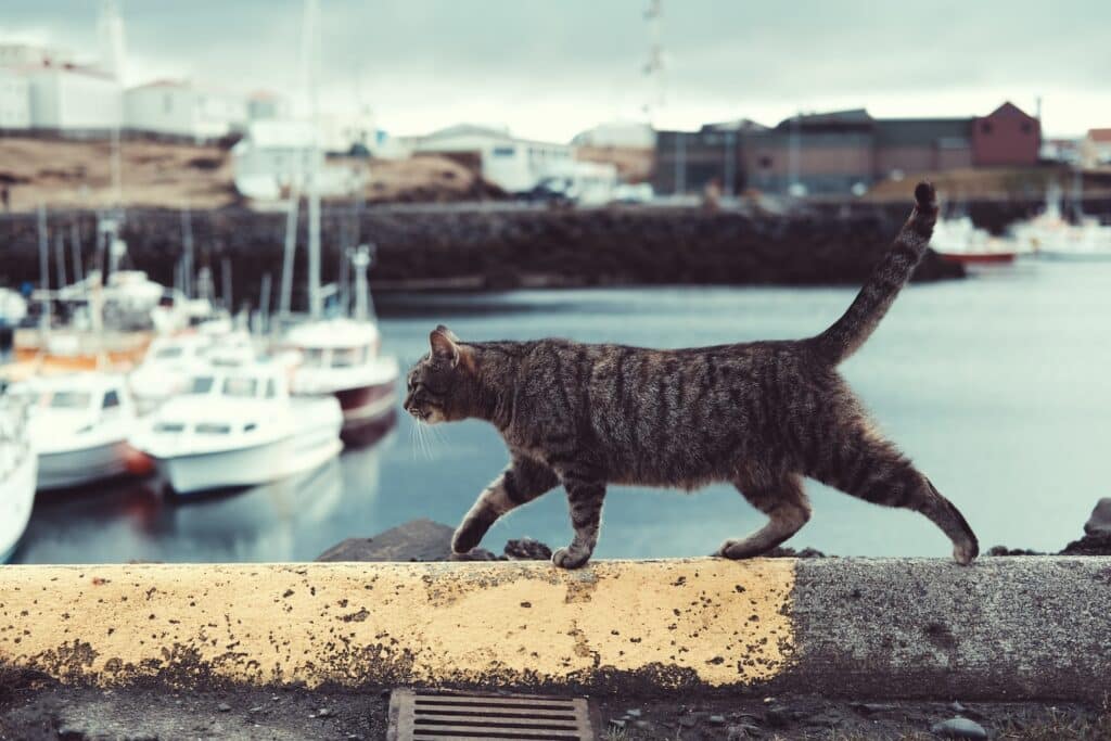 A missing pet poster will help locals search for your tabby cat like this one.