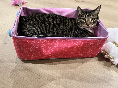 Mittens the cat had a urethral obstruction