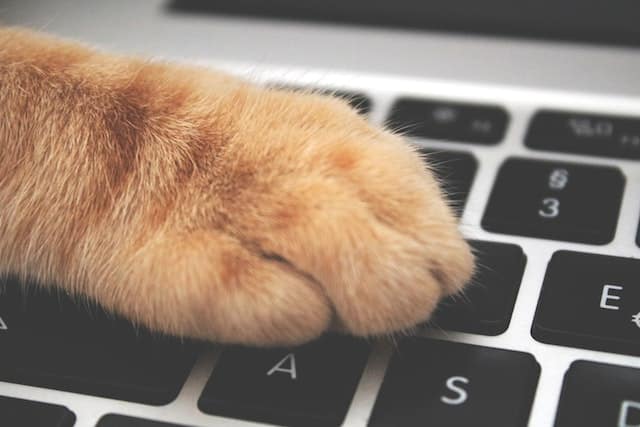 Cat puts paw on keyboard