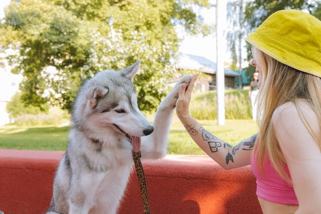 woman high fives her Husky