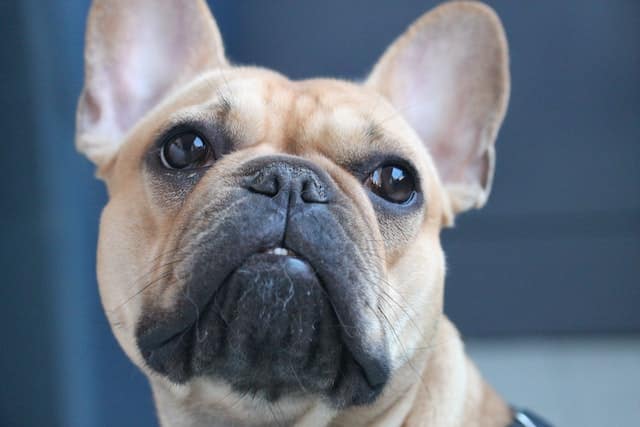 A brachycephalic dog breed represents health concerns for animal health and wellness raised at the NZVA and NZVNA conference