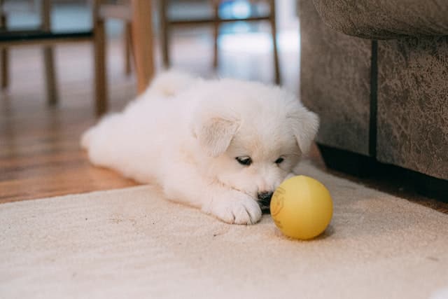 a small puppy is lonely and wishes he had pet tech like the ones that can throw him a ball while his person is at work