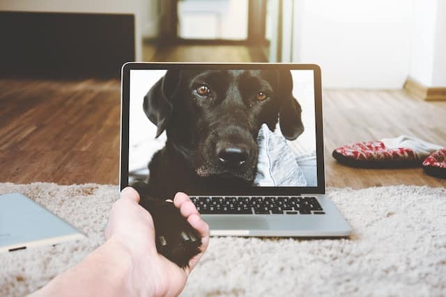 A pet owner talks to their pet via a pet webcam gadget