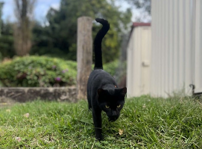 Herc the cat, who had feline leprosy 