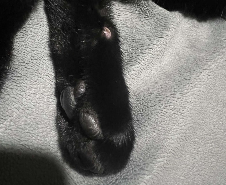 A cat's paw with a bump. He could have cat leprosy, also known as feline leprosy
