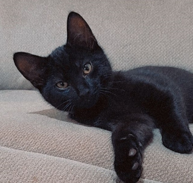 Herc the cat had feline leprosy 