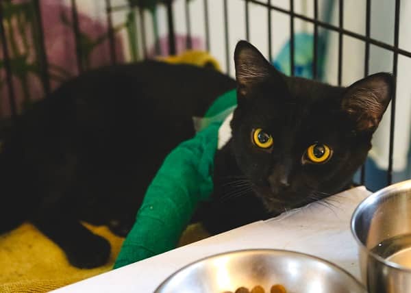 Cat with cast. Her owner may have had a cat or dog first aid kit